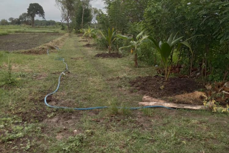 Adding the fertiliser to the coconut plant 04th April 25