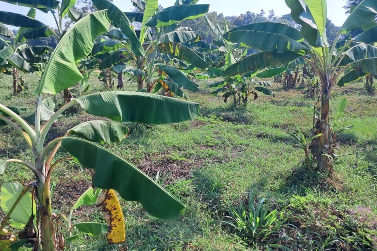 Banana plants Image 2026-03-07 at 13.11.08