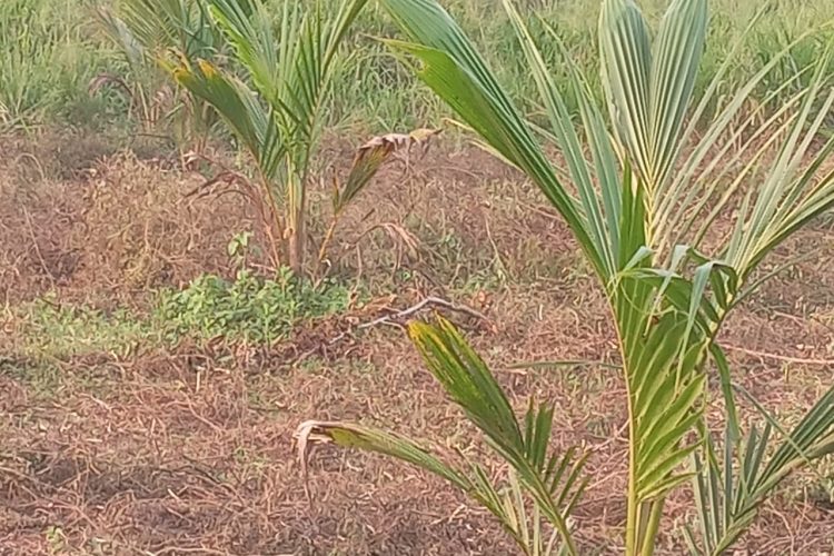 In the Coconut Land 2026-02-07 at 12.11.24