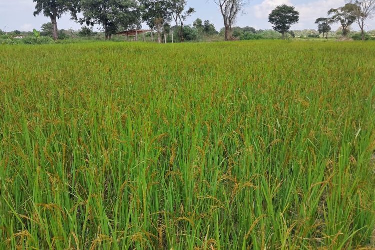 WhatsApp Image 2026-03-14