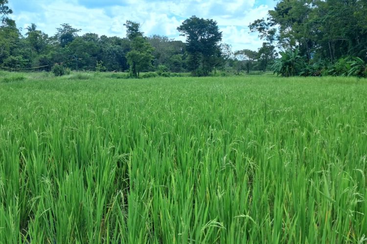 WhatsApp Image 2026-03-14 at 16.25.59